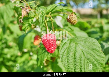 A close up of organic raspberries in the garden, selective focus. Stock Photo