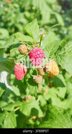 A close up of organic raspberries in the garden, selective focus. Stock Photo