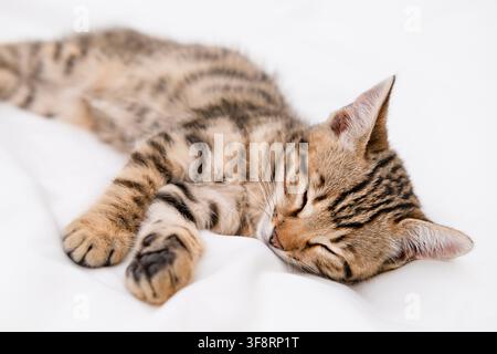 Close up of cute Bengal kitten sleeping peacefully on a white blanket. Stock Photo