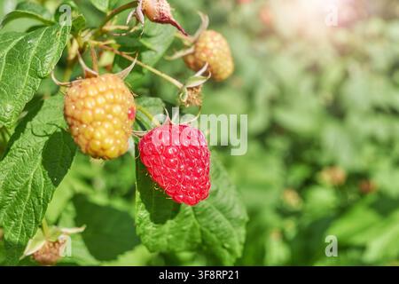 A close up of organic raspberries in the garden, selective focus. Stock Photo