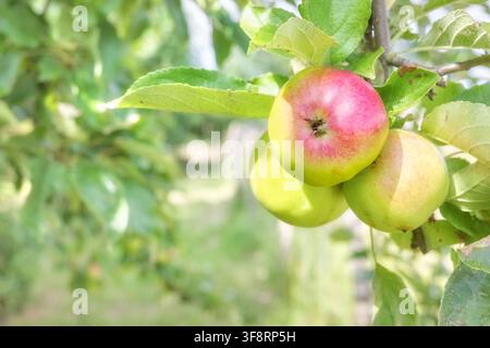 Organic apples on a tree in an orchard, selective focus. Stock Photo