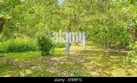 An old orchard with fallen apples on the ground. Stock Photo