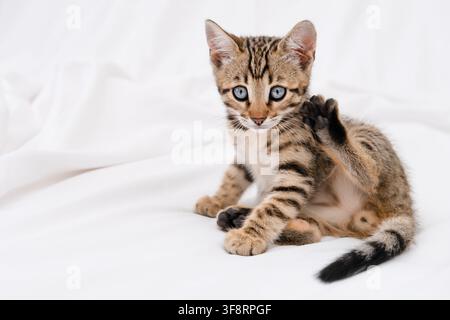 Cute Bengal kitten raising its paw and looking at camera, waving hello concept. Stock Photo