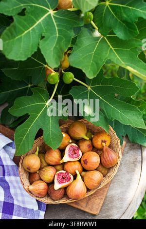 Fresh figs, some whole and some halved, displayed in a basket. Picking figs fruit growing on the branch fig tree in organic garden Stock Photo