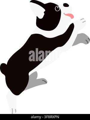 Flat colored Boston Terrier jumping Stock Vector
