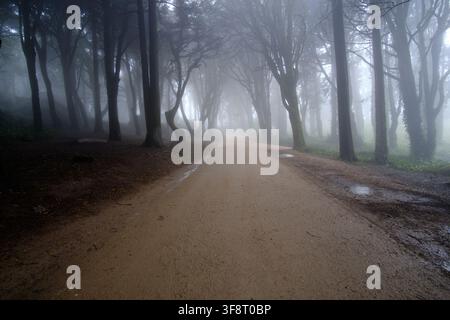 Dirt road winding through a mysterious and moody forest filled with dense mist Stock Photo