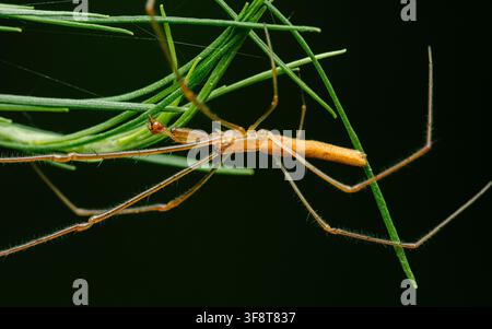 Long jawed orb weaver spider resting on green pine needles, showing its slender body and elongated legs in nature. Real photography in thailand, no ge Stock Photo