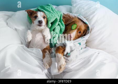 Jack Russell Terrier and Nova Scotia Duck Tolling Retriever relax with cucumber slices in bed. Funny dogs create a playful home spa, wellness and self Stock Photo