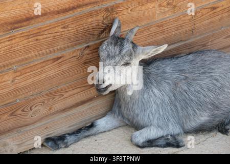 Young grey domestic goat resting beside a wooden wall Stock Photo