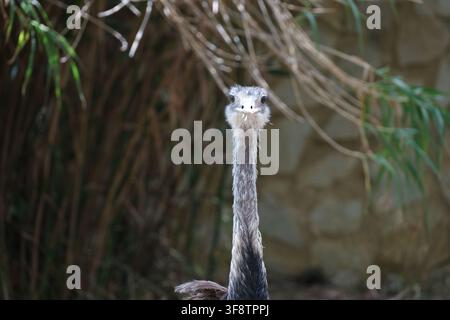 Close-up portrait of an ostrich (Struthio camelus) looking directly at the camera against a softly blurred natural background Stock Photo