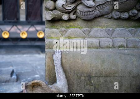 A long-tailed macaque reaches over an ornate stone wall at Ubud Monkey Forest in Bali, with only its arm and part of its body visible. Stock Photo