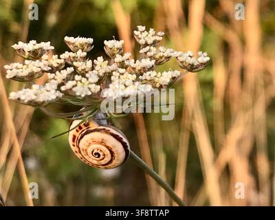 Close-Up of Snail Shell on White Flower in Golden Evening Sunlight, Vinaròs, Spain Stock Photo