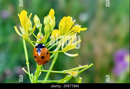 Close-Up of Ladybug with Dewdrops on Wings on Yellow Flower, Swiss Nature Stock Photo