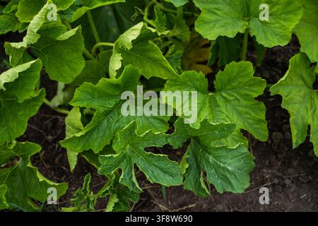Zucchini squash plant leaves flourishing in an organic garden, showing healthy growth and symbolizing fresh produce, vegan food, and a natural Stock Photo