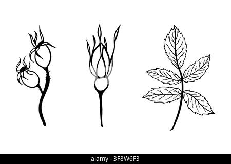 Vector line art illustration set of rosehip elements. Black outline branch, bud, berry, and leaf for cosmetic packaging, herbal tea, and card. Stock Vector