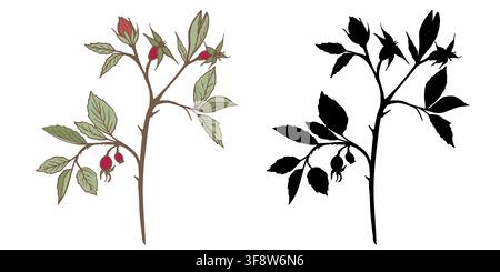 Vector botanical set with rosehip branch illustration and black silhouette on white background. Floral banner for cosmetic packaging and wellness. Stock Vector
