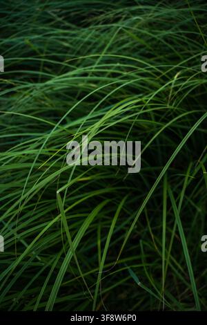 Green grass growing in a dense meadow, creating a lush, fresh, and natural background, representing growth, vitality, and environmental tranquility Stock Photo