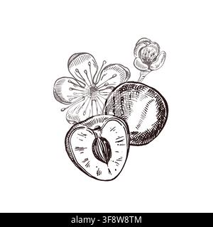 Vector composition, ink-painted cherry, cherry halves with flowers. Botanical fruit composition for packaging design, greeting card, textile pattern Stock Vector