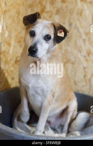 Dog with limited opportunities in the dog cabin Stock Photo