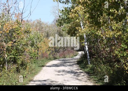 wide walking, running, cycling path winds through dense boreal forest in autumn sun under clear blue skies Stock Photo