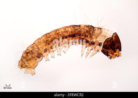 Silkworm moth larva, whole mount, under the light microscope. Larva of the domestic silk moth, Bombyx mori. Photo Stock Photo