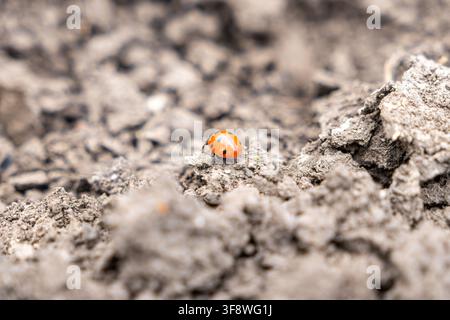 Small ladybird crawling on rough cracked ground, illustrating wildlife in natural habitat and highlighting the contrast between the bright insect and Stock Photo