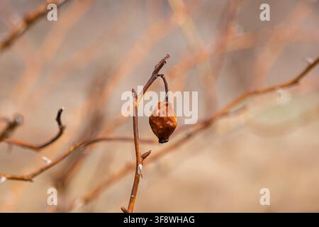 Dried shriveled rose hip on a leafless bramble branch, emphasizing seasonal change, natural decline, and environmental stillness in a soft focus macro Stock Photo