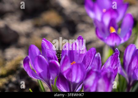 Macro view of bright violet crocus blossoms thriving in daylight, while a small bee gathers pollen amidst delicate floral leaves to reflect growth, re Stock Photo