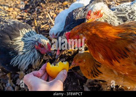 Human hand holds yellow fruit as diverse chickens gather to eat. Chickens of various colors interact in a warm, natural outdoor setting. Stock Photo