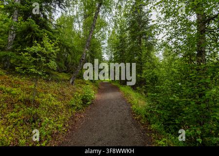 Dirt hiking trail passing through white spruce Picea glauca forest under overcast sky on Russian River Falls Trail near Moose Pass Alaska USA Stock Photo