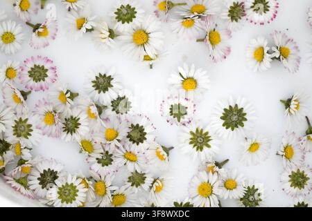 Beautiful daisy flowers heads scattered on a white background in flat lay composition Stock Photo
