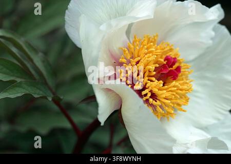 Close-up white single-flowered Cretan Paeonia Clusii, focussing on the central golden stamens, anthers & carpels; foliage background. Clusius peony Stock Photo