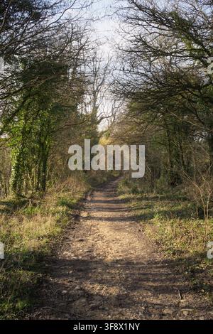 Footpath through the middle of tree-lined hedgerow, countryside walk, near Marshfield, South Gloucestershire (near Bath and Bristol), UK. Stock Photo