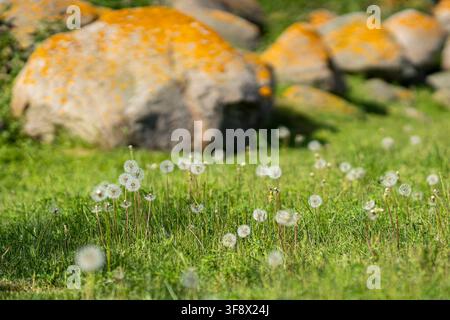 Taraxacum officinale, common dandelion, with delicate white seed heads growing in a sunlit meadow among lichen-covered stones and fresh green grass. Stock Photo