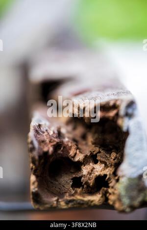 Close-up view of rotted and hollowed wooden log texture against a soft green background Stock Photo