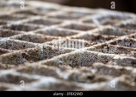 Artistic view of a textured pattern Styrofoam germination tray used for nursing young plants with soft bokeh background Stock Photo
