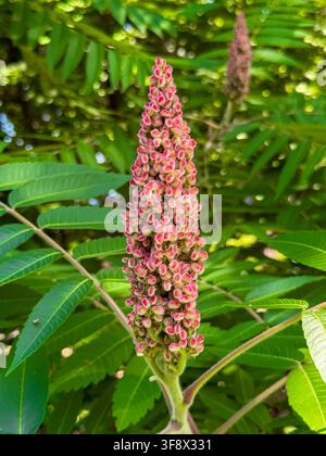 Close-up of a conical staghorn sumac (Rhus typhina) drupe cluster with densely packed red-tipped fuzzy drupes surrounded by compound pinnate leaves. Stock Photo