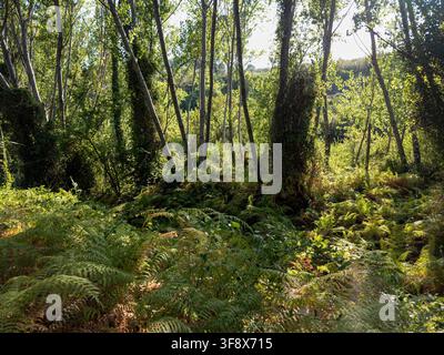 Lush green ferns cover the forest floor. Slender tree trunks rise among the greenery. Sunlight shines through the leaves, creating a bright scene. Stock Photo