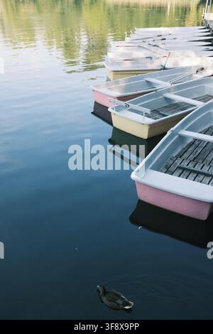 Pastel colored rowing boats moored on calm water with a duck swimming in the foreground Stock Photo