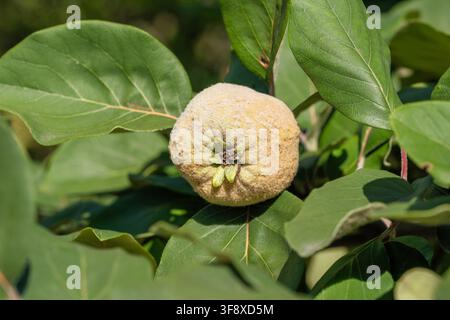 Macro shot of a single ripening green quince fruit, Cydonia oblonga, hanging on a tree branch surrounded by large fresh leaves. This high quality agri Stock Photo