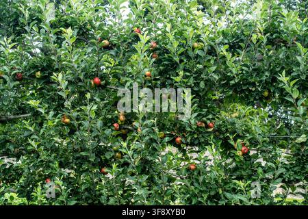 Red and green apples grow on a leafy espalier apple tree in a walled garden. Stock Photo