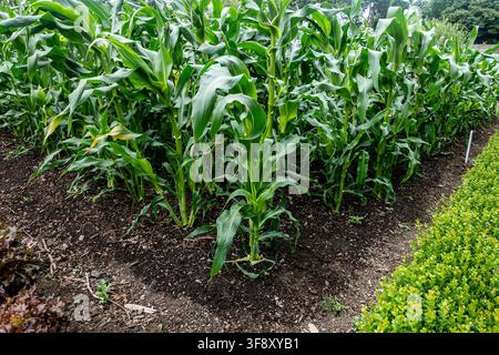 Tall green sweet corn stalks grow in dark soil in a garden bed bordered by a neat green hedge. Stock Photo