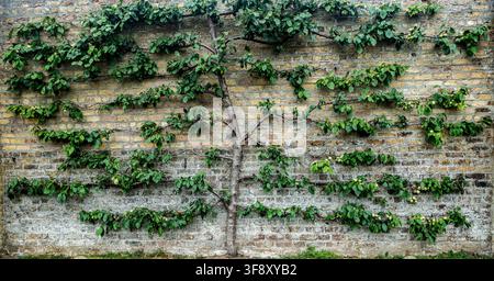 An espalier fruit tree with green leaves and small plums grows trained against an old brick garden wall. Stock Photo