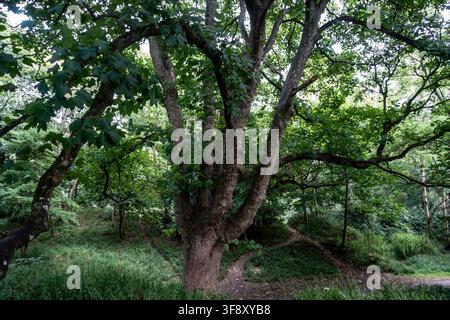 A large sycamore tree with thick branches stands in a leafy woodland park setting in Phoenix Park, Dublin. Stock Photo