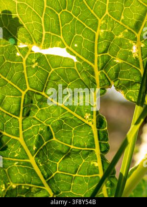 Sunlit close-up of a vibrant green leaf showing intricate veins, texture and translucence. Macro botanical detail evokes nature, growth, freshness and Stock Photo