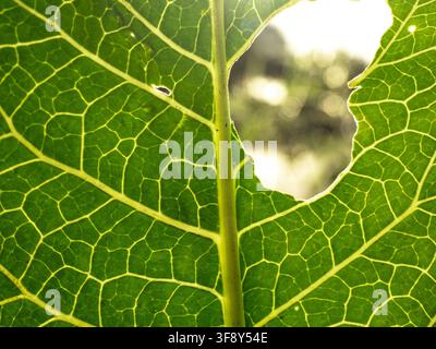 Close-up view of a vibrant green leaf with a detailed vein network and a sunlit hole, highlighting organic texture, light bokeh, and natural patterns Stock Photo