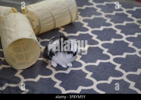 Cute fluffy black and white bunny sitting on patterned rug indoors near play tunnel Stock Photo