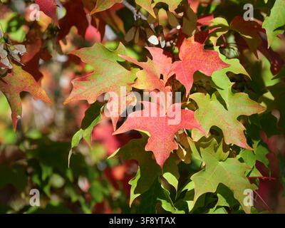 Colorful red and green autumn leaves of Sugar Maple (Acer saccharum) showing seasonal color transition in Colorado, USA. Stock Photo