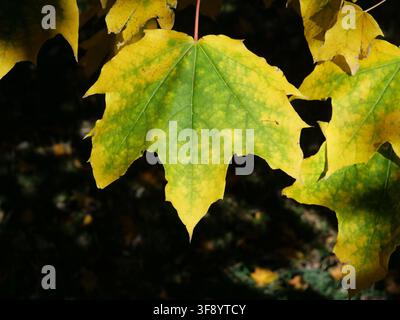 Norway Maple (Acer platanoides) leaf changing from green to yellow in late October, showing autumn color transition in Colorado, USA. Stock Photo