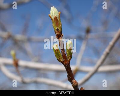 Emerging leaf buds of Norway Maple (Acer platanoides) showing fresh spring growth in late April against a blue sky in Colorado, USA. Stock Photo